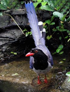 blue magpie bathing