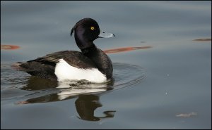 Tufted Duck