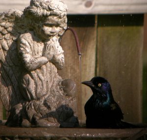 Grackle bathes,  Angel prays