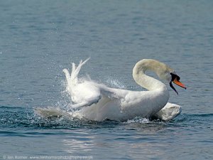 Swan Bathing