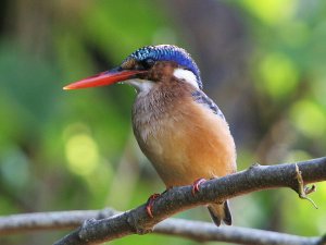 Malachite Kingfisher