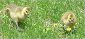 Dandelion Pickers