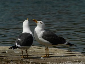 Lesser Black Backed Gulls'  'Tte--Tte'