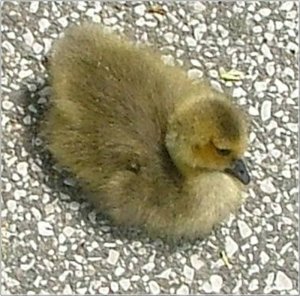 Last Gosling Out