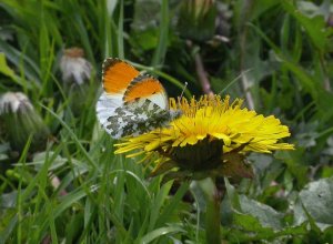 Orange-tip