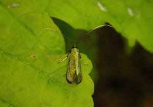 Long horn moth