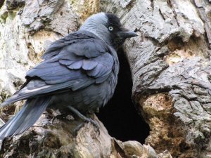 jackdaw with mouthfull
