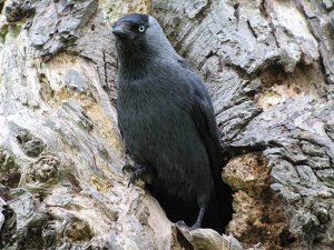 jackdaw in nest opening