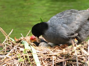 coot with eggs and chick