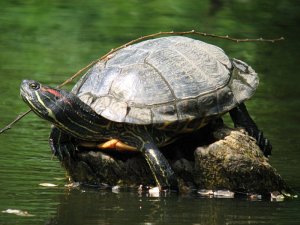 red-eyed slider 'escapist'