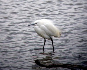 Little Egret