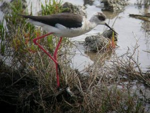 Black Winged Stilt