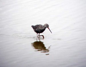 Spotted Redshank