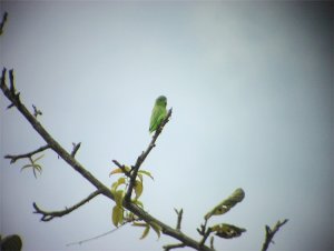 Green-rumped Parrotlet