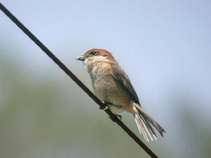 Bull headed shrike