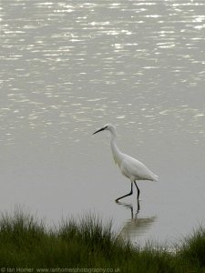 Little Egret in still waters