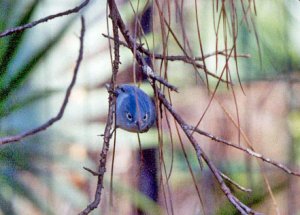 Gnatcatcher on steroids