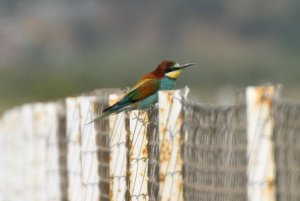 European Bee-eater
