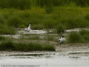 Pied Avocets and chicks at Newport Wetlands Reserve