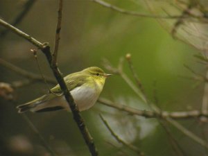 Wood Warbler