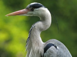 heron portrait