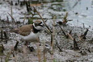 Little Ringed Plover