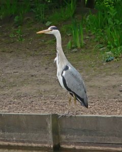 Heron