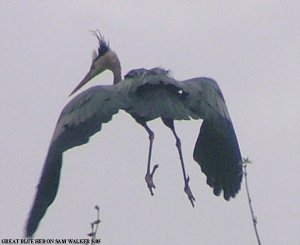 Leaving the Rookery