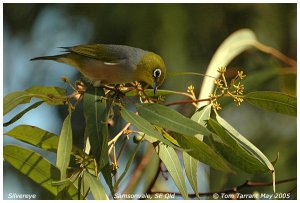 Silvereye