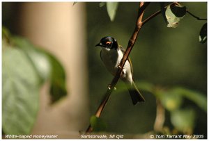 White-naped Honeyeater