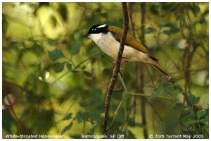 White-throated Honeyeater