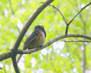 Rufous sided Towhee