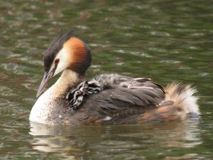 grebe with chicks