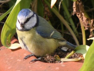 BLUETIT.