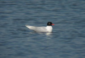 Med Gull