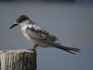 White Fronted Tern Juvenile