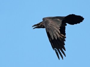 Raven flies off