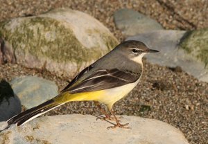 Grey Wagtail