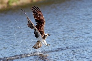 Osprey