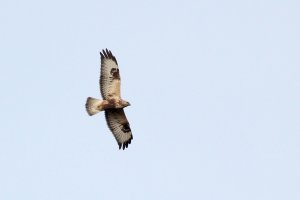 Rough Legged Buzzard