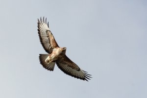 Common Buzzard