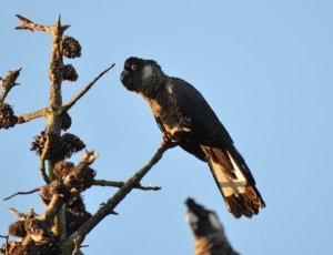 Long-billed Black Cockatoo. Male