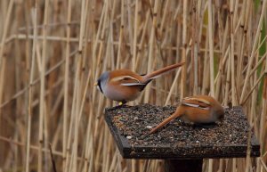 Bearded Tits.