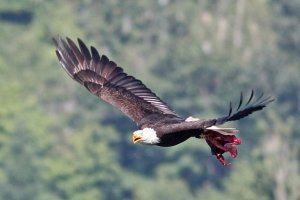 Bald Eagle