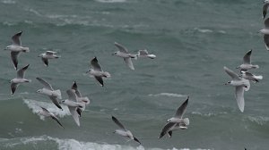 Black-headed and Med Gulls