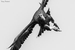 Griffon in B&W