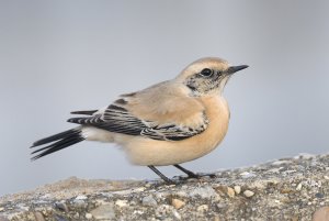 Desert Wheatear