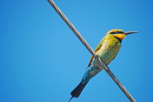 Rainbow Bee-eater