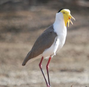 Masked Lapwing