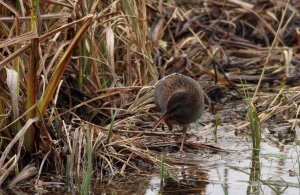 Water Rail.